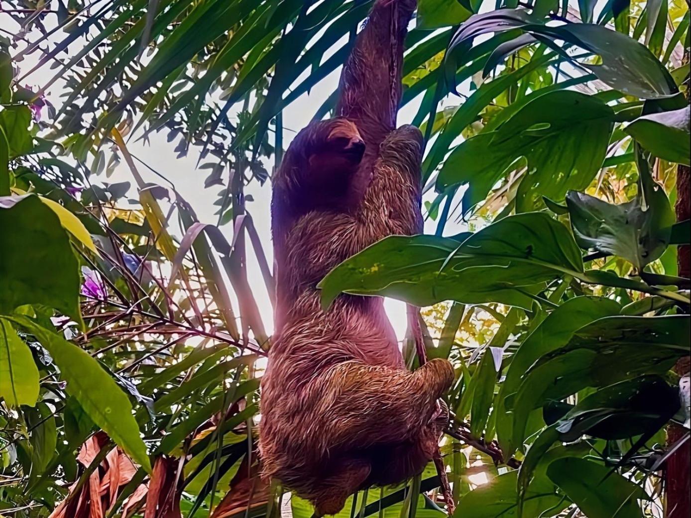 Hope Garden, Sarapiqui, We Connect You With The Sarapiqui Tropical Forest Sarapiquí Exterior foto