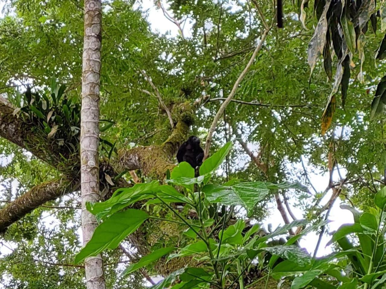 Hope Garden, Sarapiqui, We Connect You With The Sarapiqui Tropical Forest Sarapiquí Exterior foto