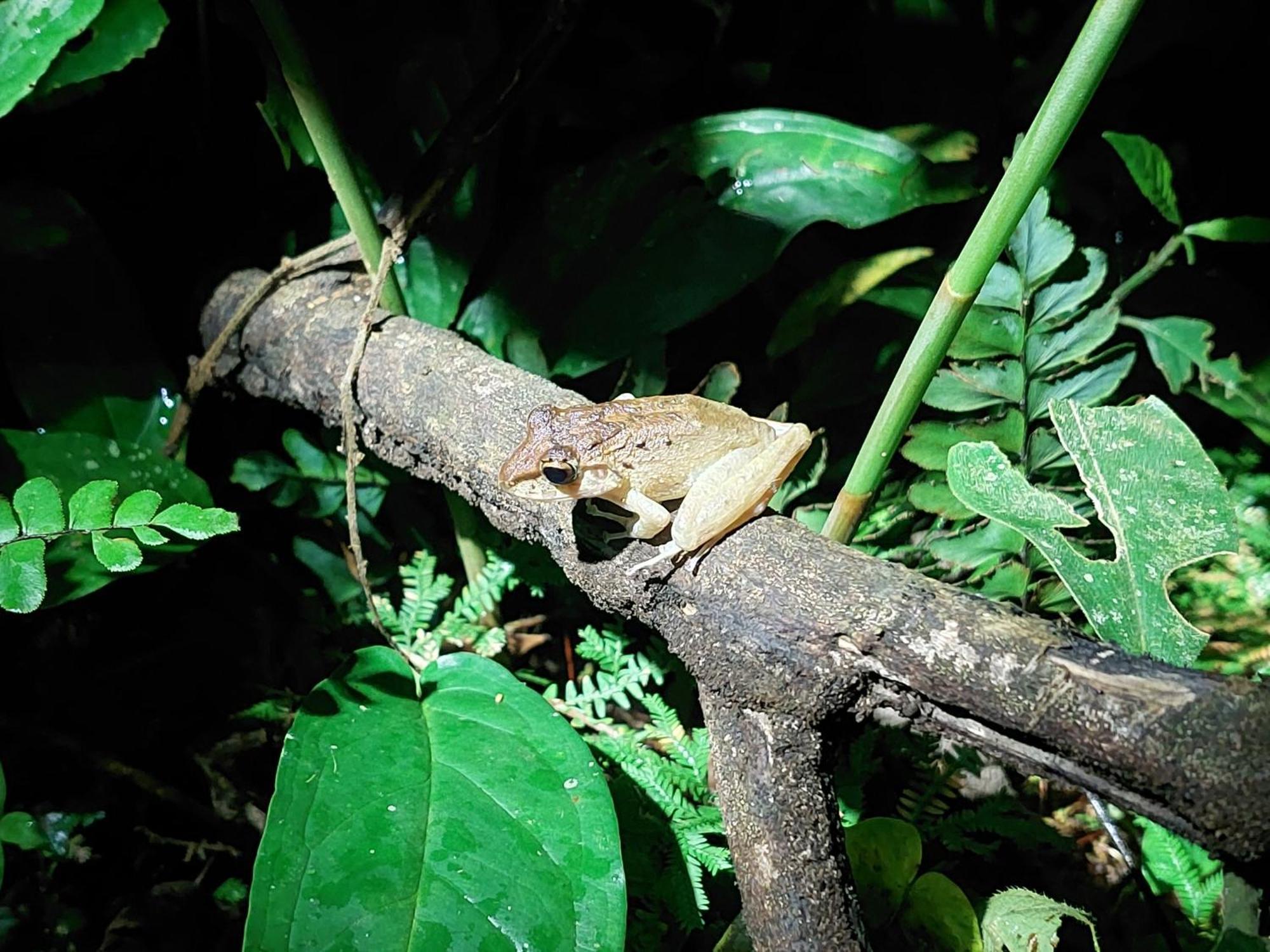 Hope Garden, Sarapiqui, We Connect You With The Sarapiqui Tropical Forest Sarapiquí Exterior foto
