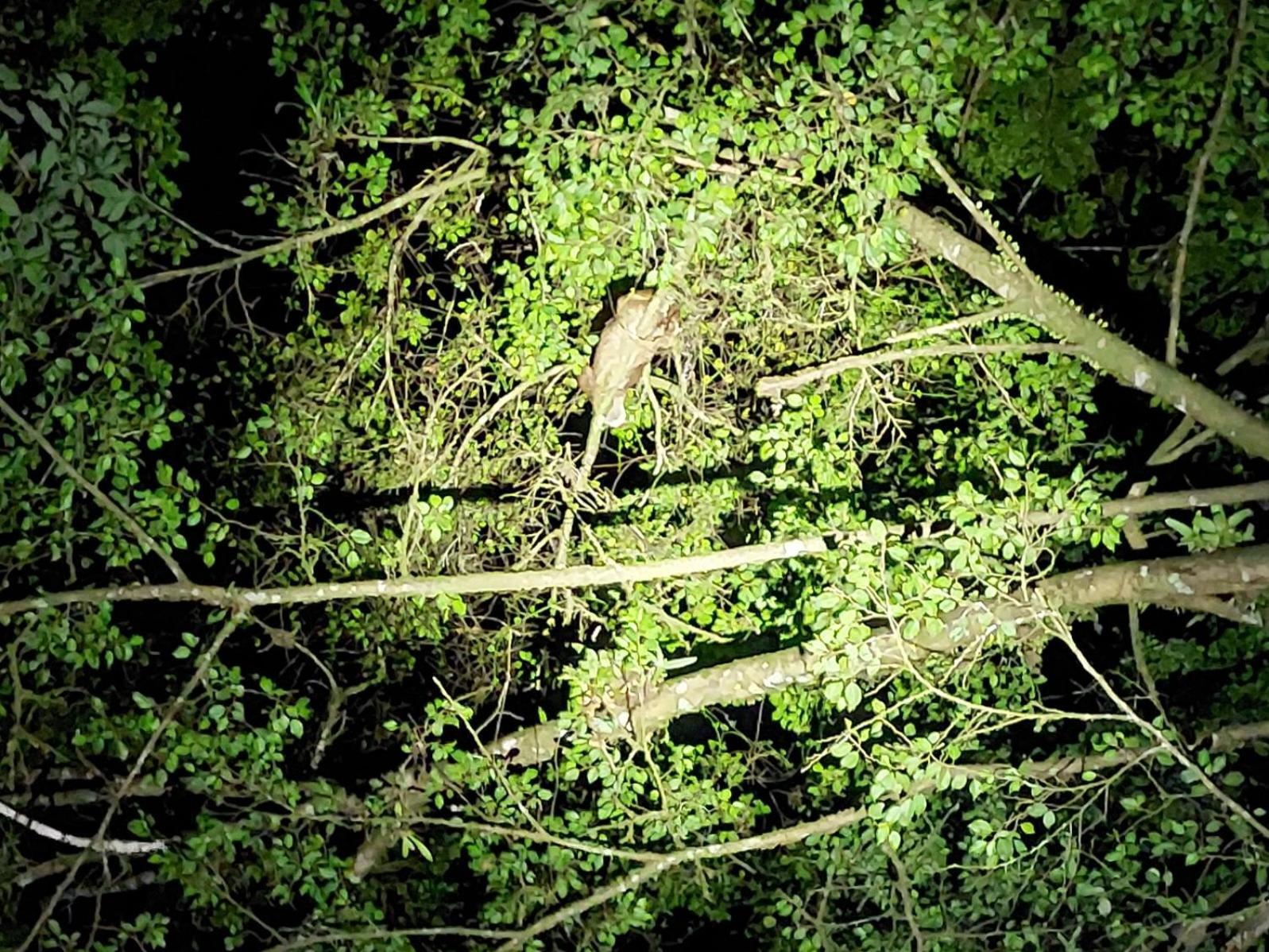 Hope Garden, Sarapiqui, We Connect You With The Sarapiqui Tropical Forest Sarapiquí Exterior foto