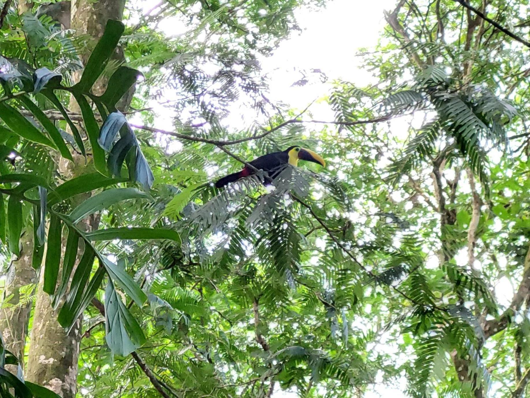Hope Garden, Sarapiqui, We Connect You With The Sarapiqui Tropical Forest Sarapiquí Exterior foto