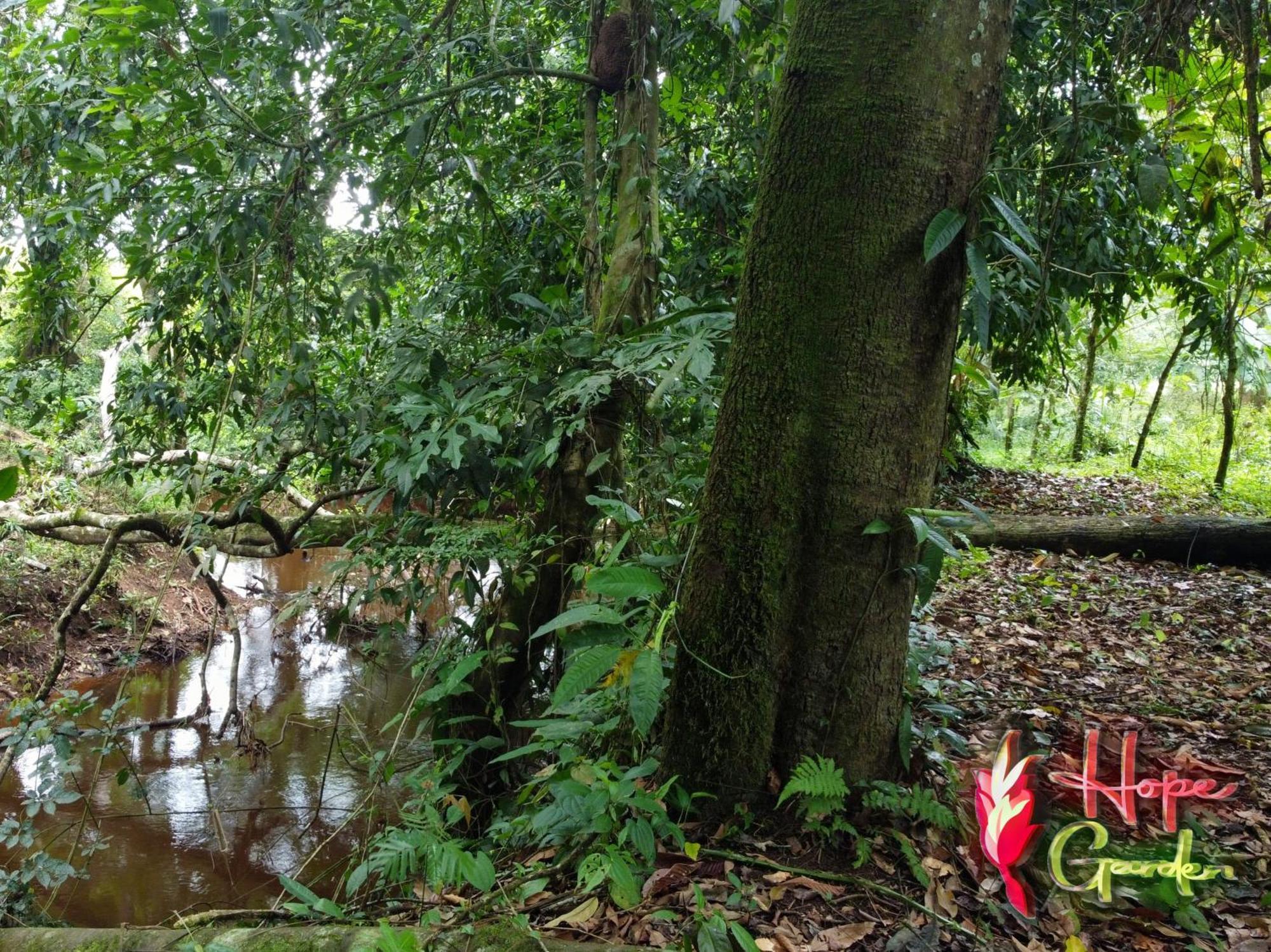 Hope Garden, Sarapiqui, We Connect You With The Sarapiqui Tropical Forest Sarapiquí Exterior foto