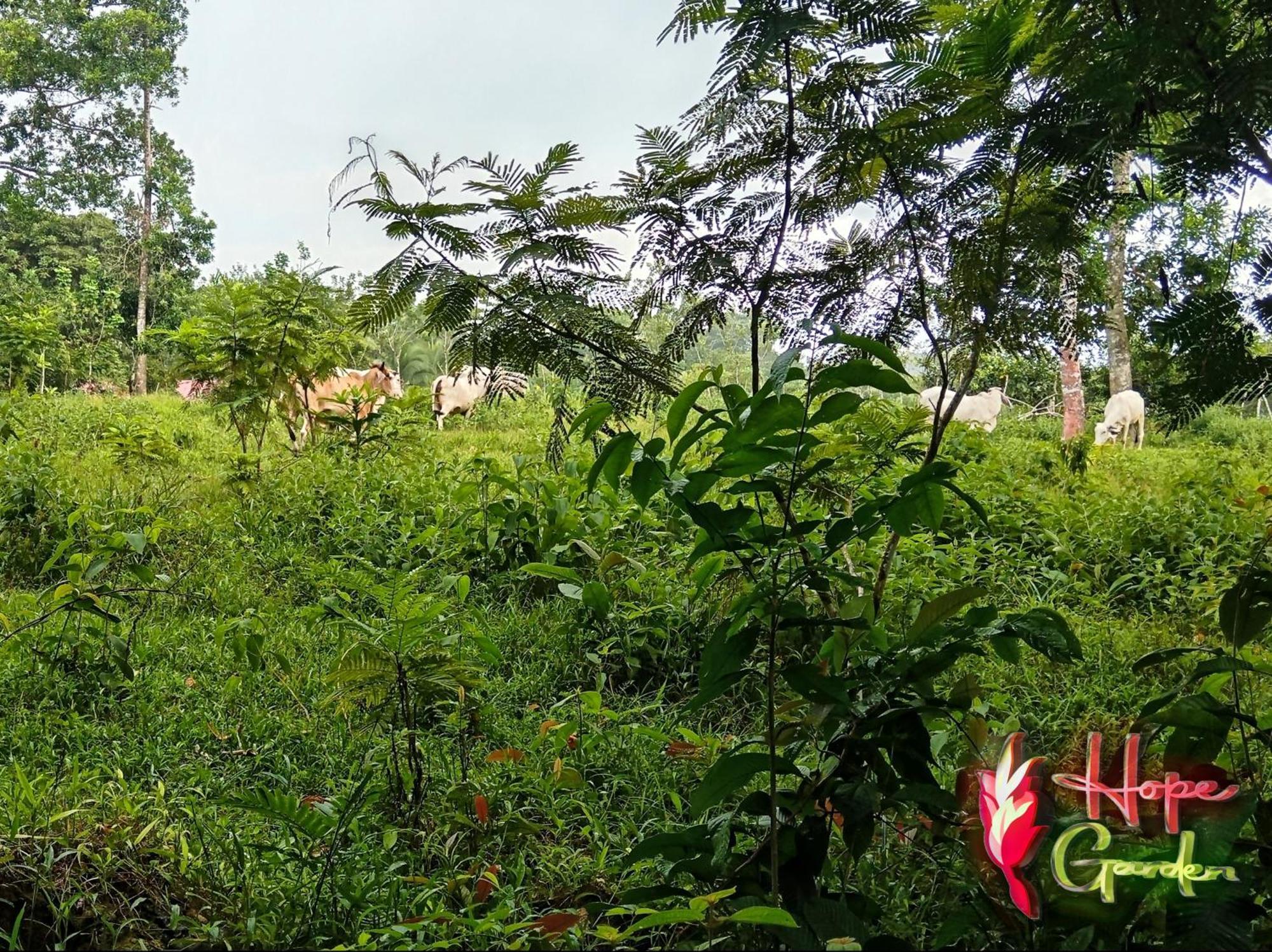 Hope Garden, Sarapiqui, We Connect You With The Sarapiqui Tropical Forest Sarapiquí Exterior foto